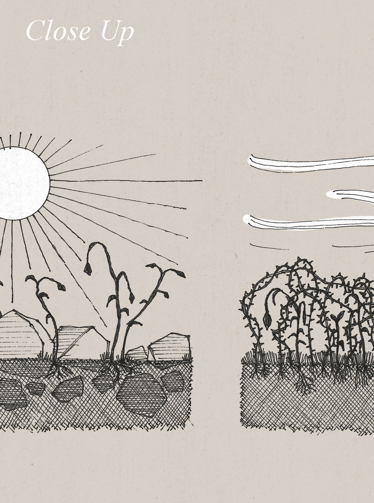 Parable of the Sower & Soils - Digital Print